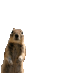Ardilla