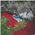 Stop Taija Dolphin Murder