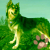 RescueAnimals