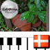 Saffron888