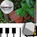 Saffron888