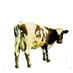 Atom Heart Mother PInk Floyd