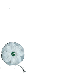 White Poppy for peace