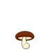 Shiitake_BottomCenter