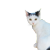 El gato de @pozzoe