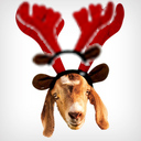 ArchieTheGoat