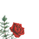 The Rosemary Foundation