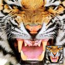 tigerdactyl