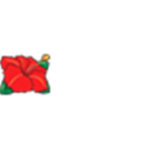 king-haibi flower(left)