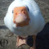 mumsmuddyducks