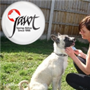 Akita_Rescue