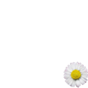 We Care About Daisy