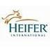 Heifer