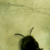 dorkusaliorpus