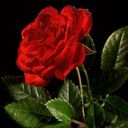 rosewing