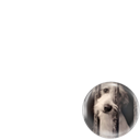 No Abuso Animal
