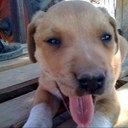 gipppy