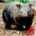 wombatron