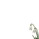 Snowdrop Celebration