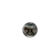 Rise of the Planet of the Ap