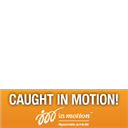 CAUGHT IN MOTION