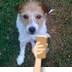 Tweeterrier