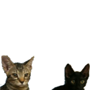 neko01