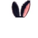 New Ears for New Year