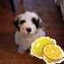 DogStory