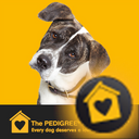 wearefordogs