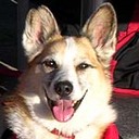 winecountrydog