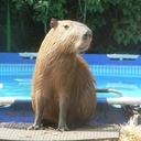 hippopotatomus