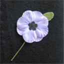PURPLE POPPY