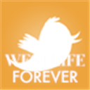 westlifemusic