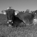 FARMERJEREMY