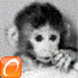 monkey_padd