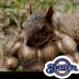 brewers_rule