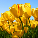 regionline