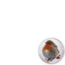 Christmas Robin