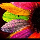 CAflowergirls