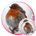 SussexWildlife