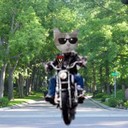indykitty