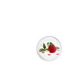 Valentine's Day - Rose