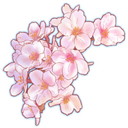 sakura