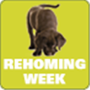 Scottish SPCA Rehoming Week