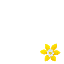 Daffodil Month
