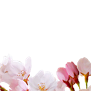 cherry blossom-3