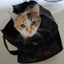 femmekatz