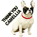 Thank You Camellia