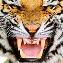 tigerdactyl